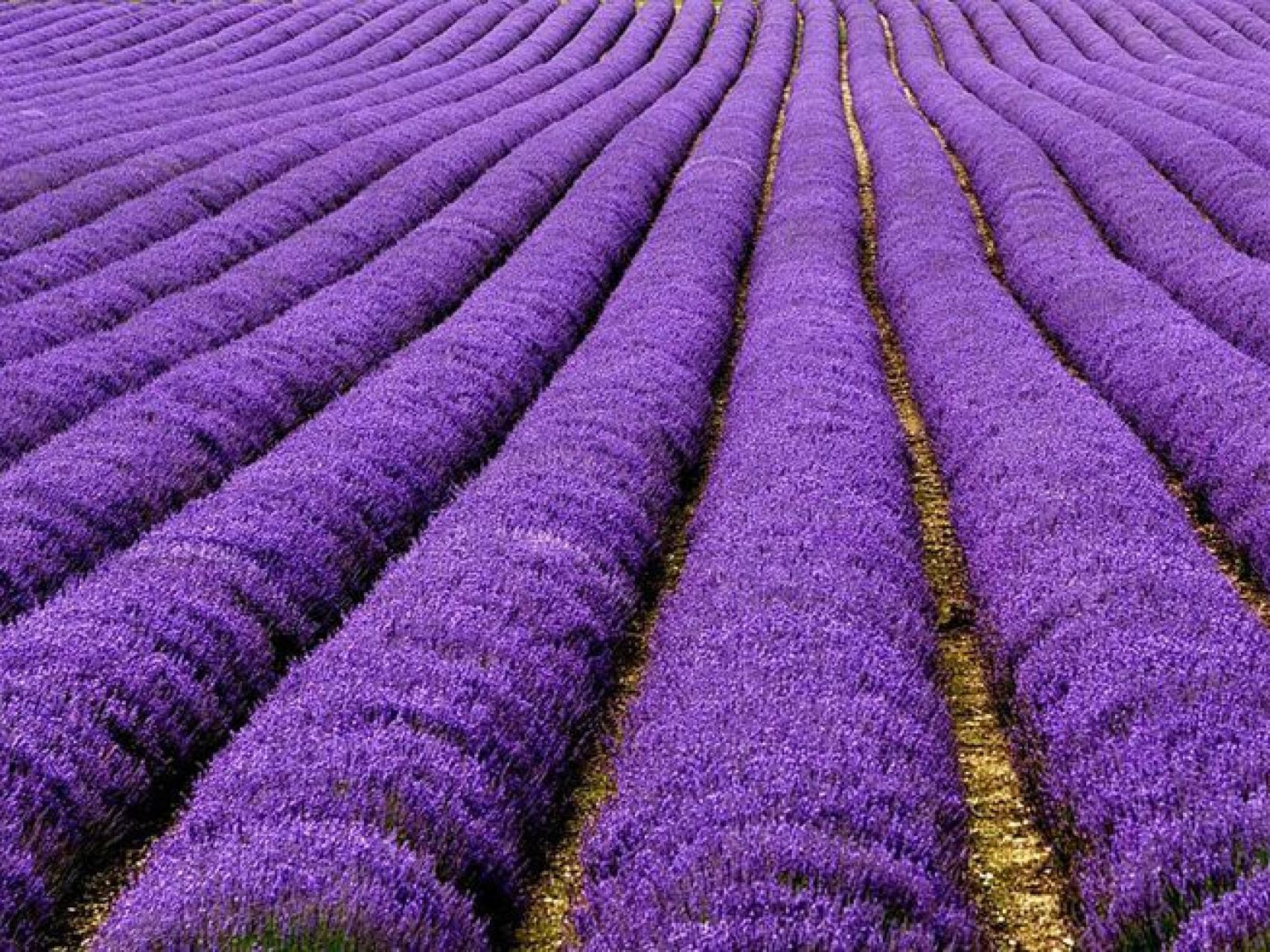 Campo de Lavanda en Brihuega.