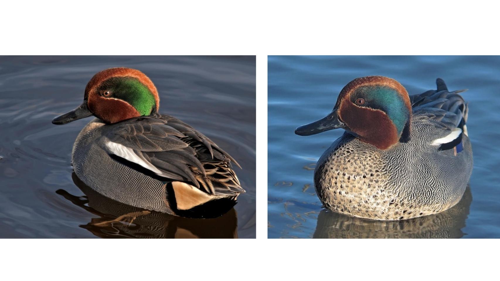 Cerceta común con la franja de la cabeza más verdosa o más azulada.