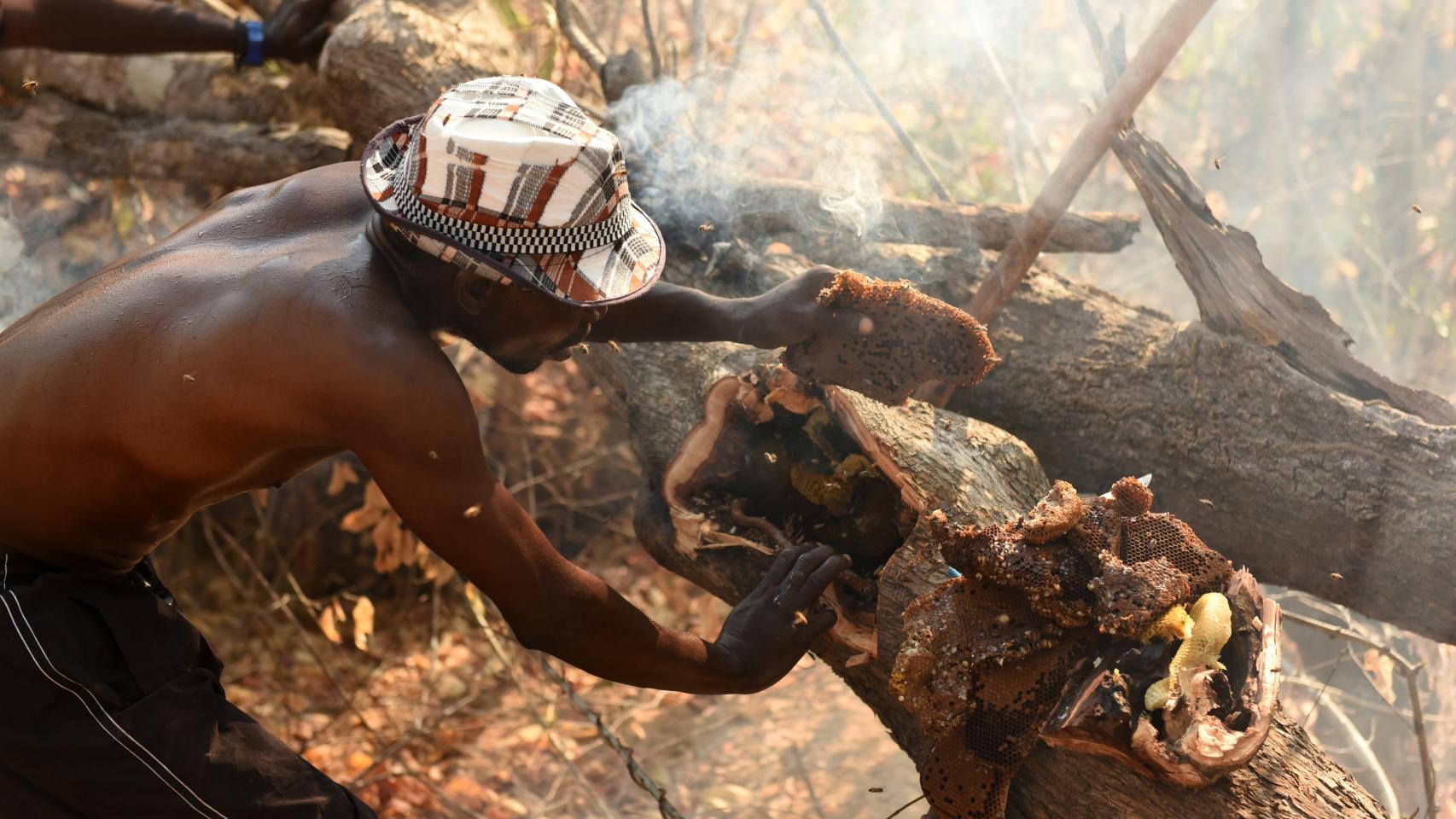 Un hombre obtiene el panal del trono de un árbol