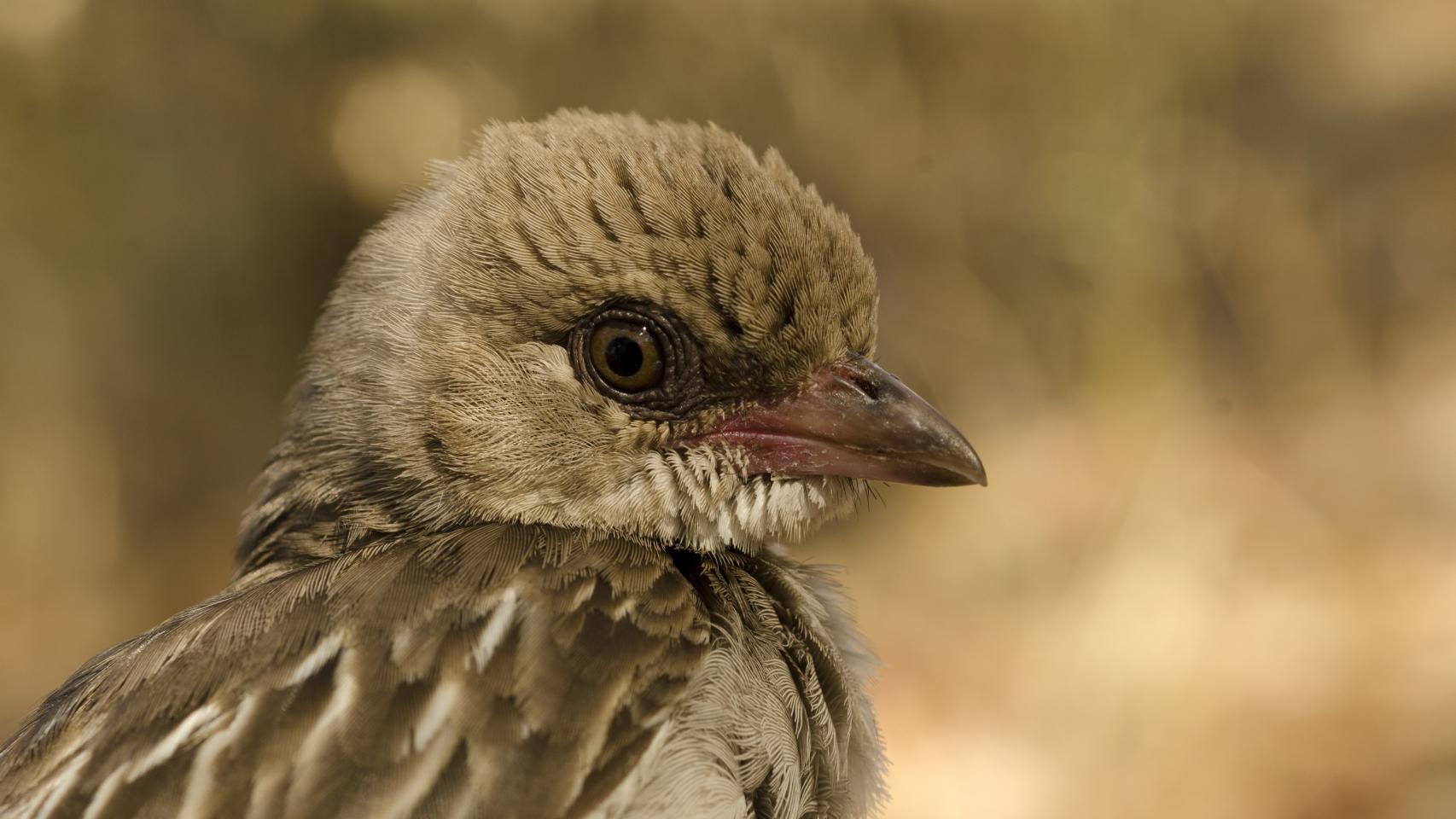 Imagen del pájaro guía de la miel