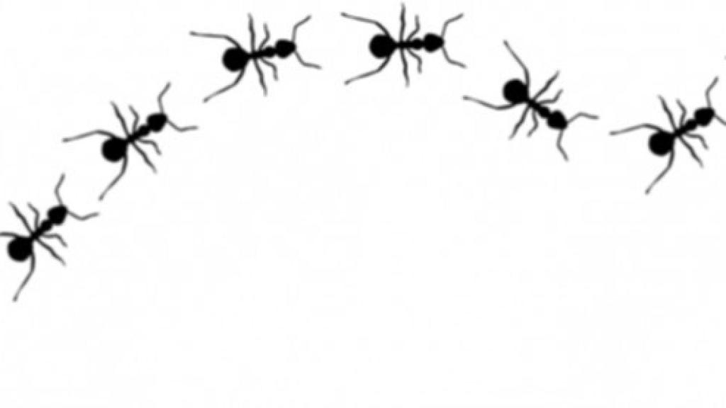 hormigas-680x278