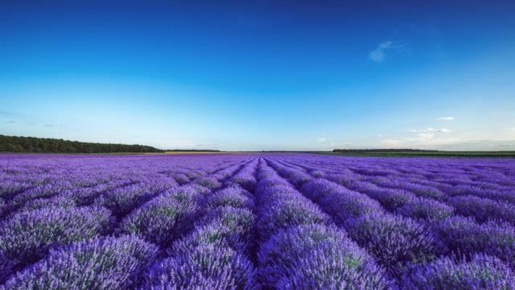 Campos de Lavanda.