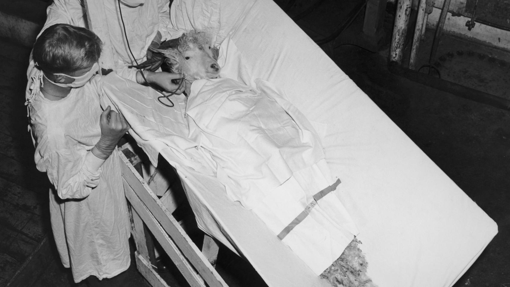 Una cabra con efectos de la radiación recibe una transfusión.