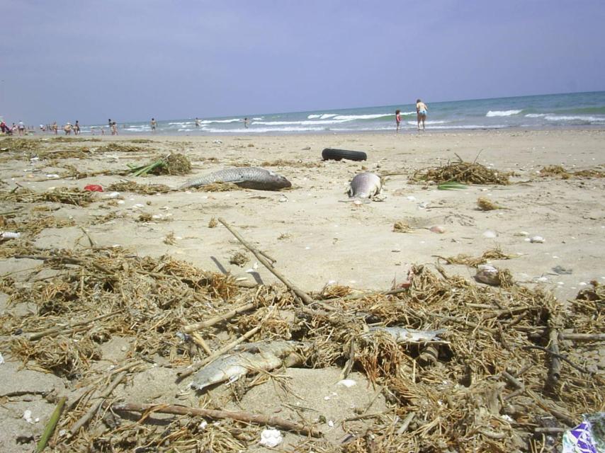 La playa de Motilla, en la localidad valenciana de Sueca.