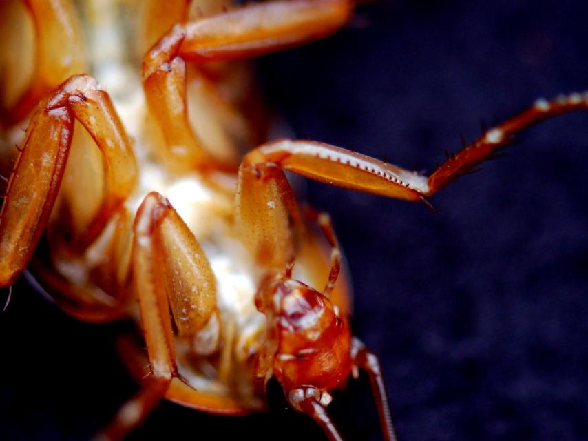Una cucaracha, probablemente muerta.
