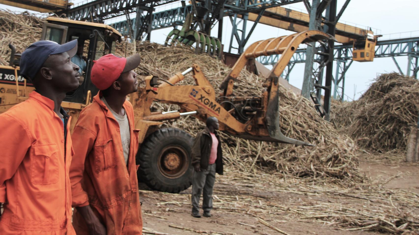 Operarios de Transmara Sugar Company junto al cargamento de cañas de azúcar.