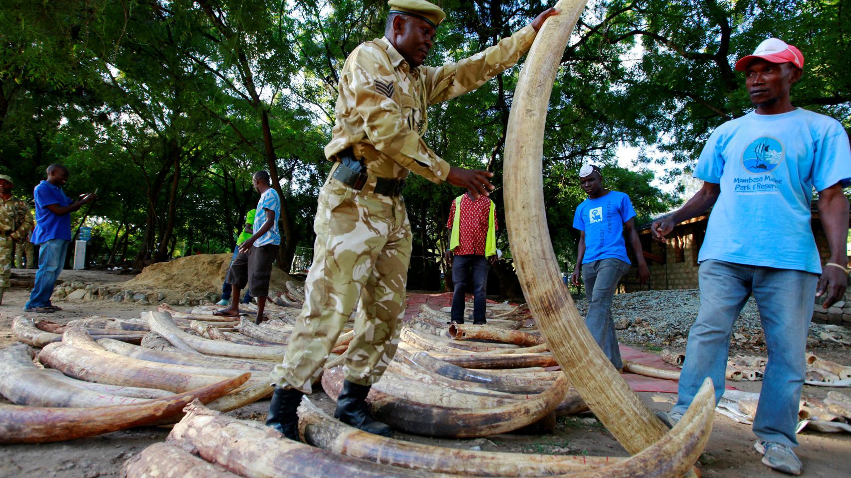 Un soldado keniano sostiene el marfil interceptado a unos traficantes.