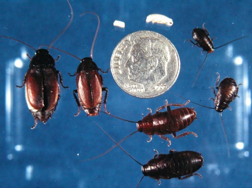 Un grupo de varias Diploptera punctata.