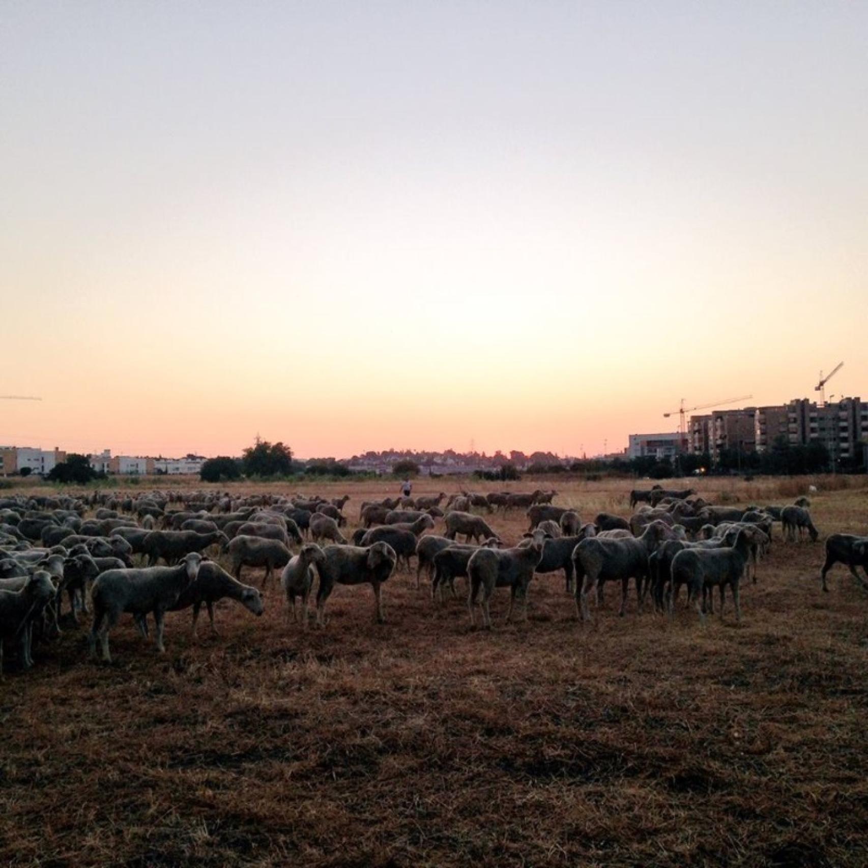 La sístole de la trashumancia lleva años debilitándose.