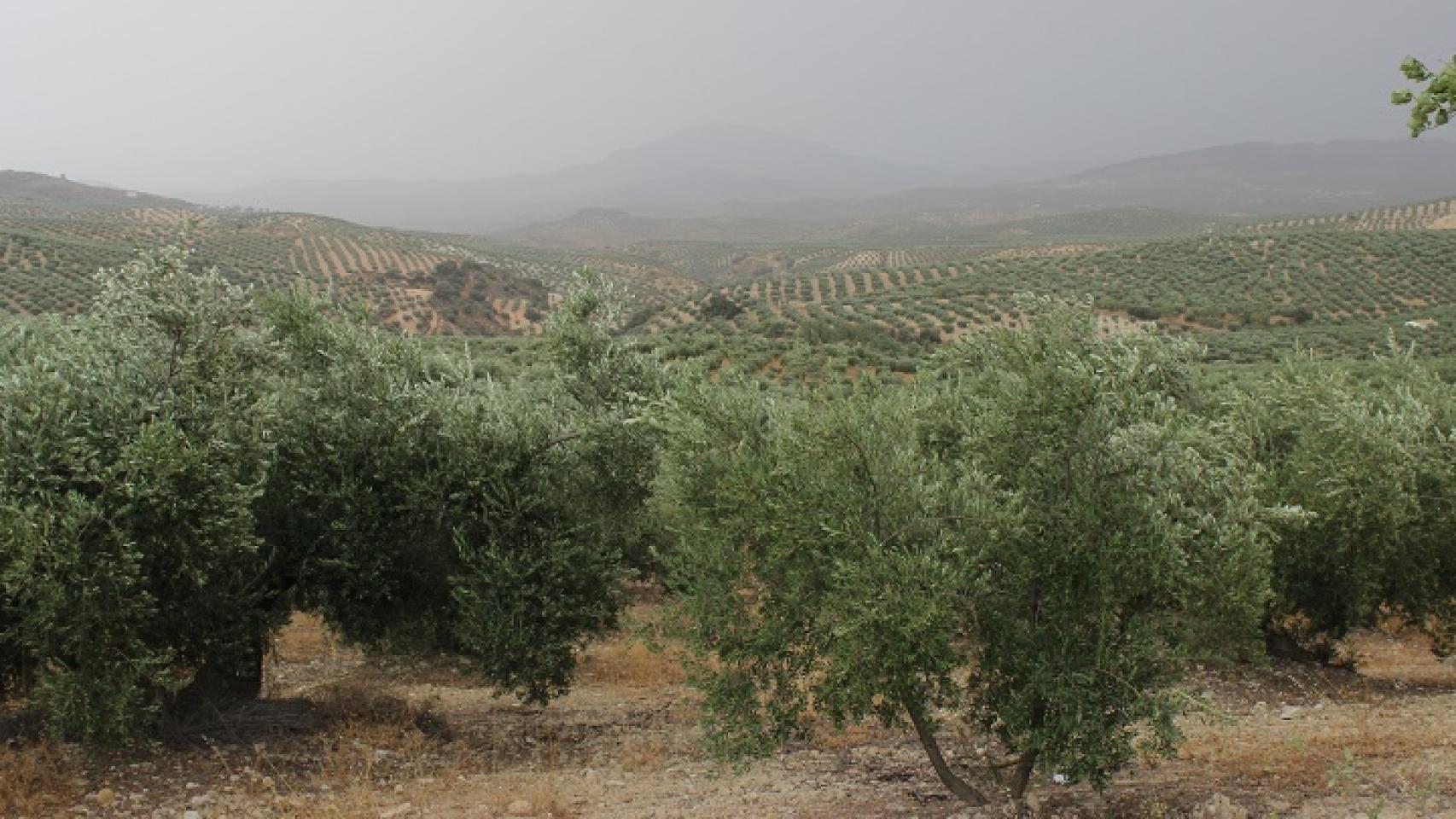 Los olivares monopolizan el paisaje en Priego