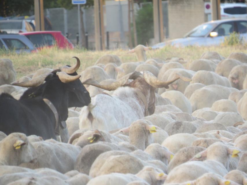 El rebaño cruza la ciudad.