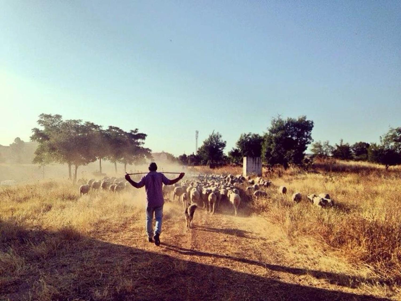 El camino del ganado.