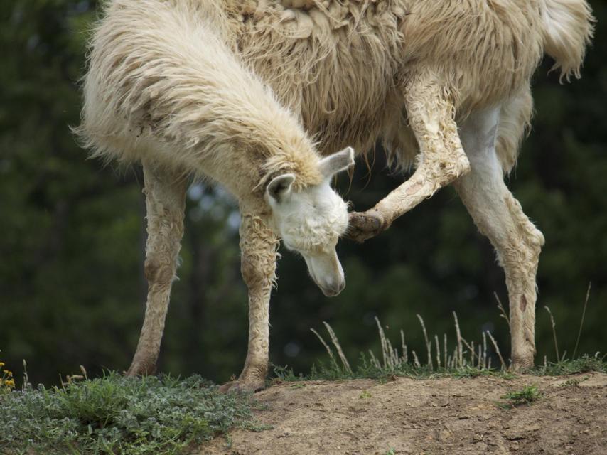 El picor también afecta a las llamas.
