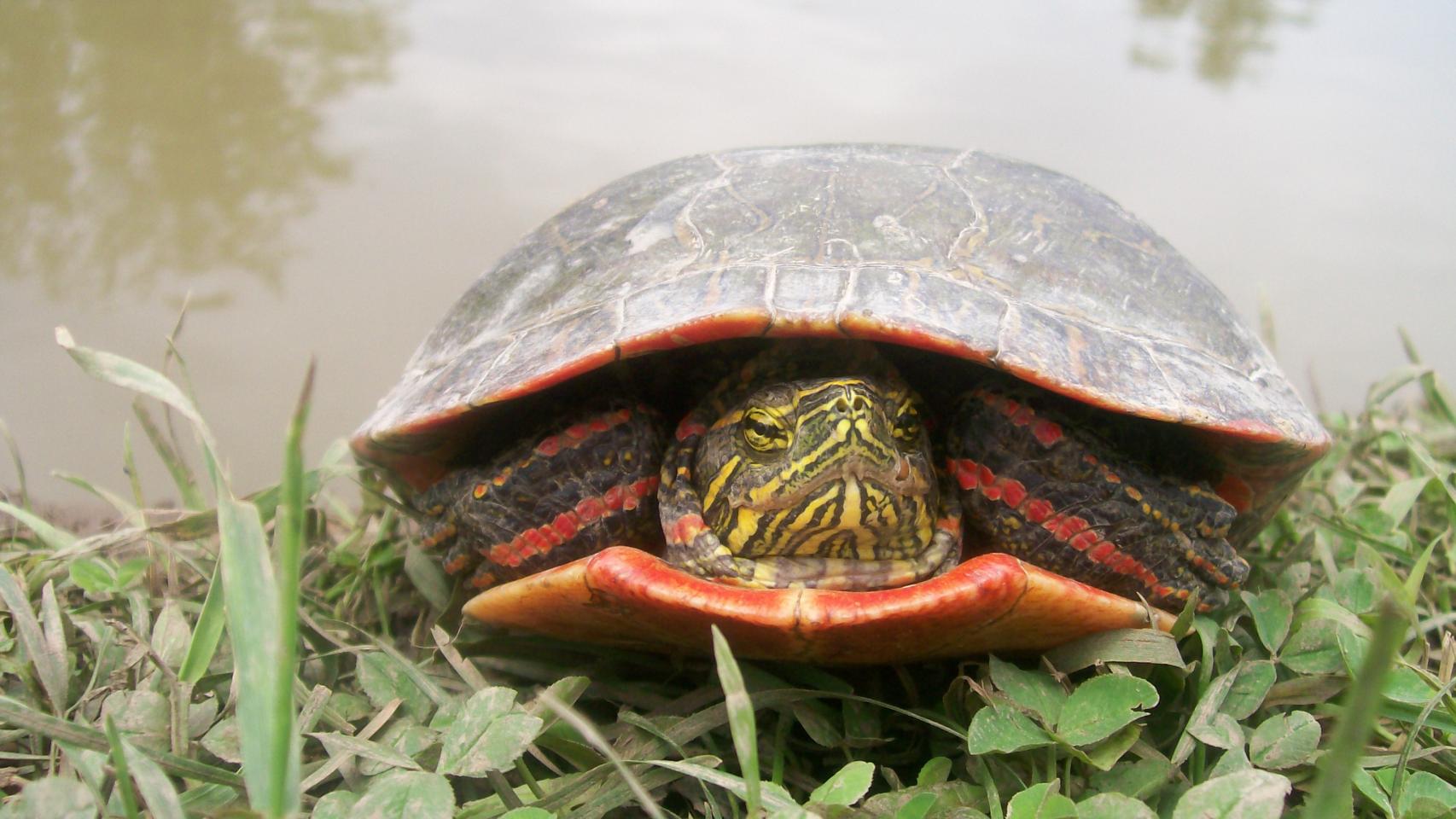 La tortuga pintada utiliza el gen para la visión del rojo y para la coloración externa