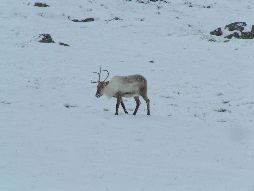Un reno se dirige hacia Egilstadir.