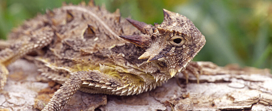 lagarto-cornudo