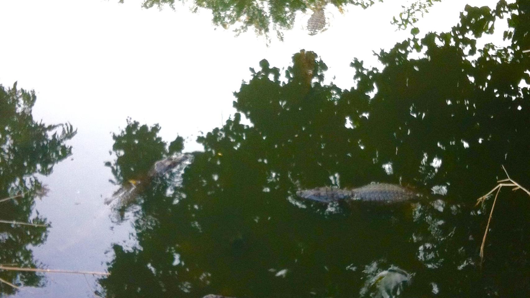 Caimanes, junto al hotel de la selección brasileña.