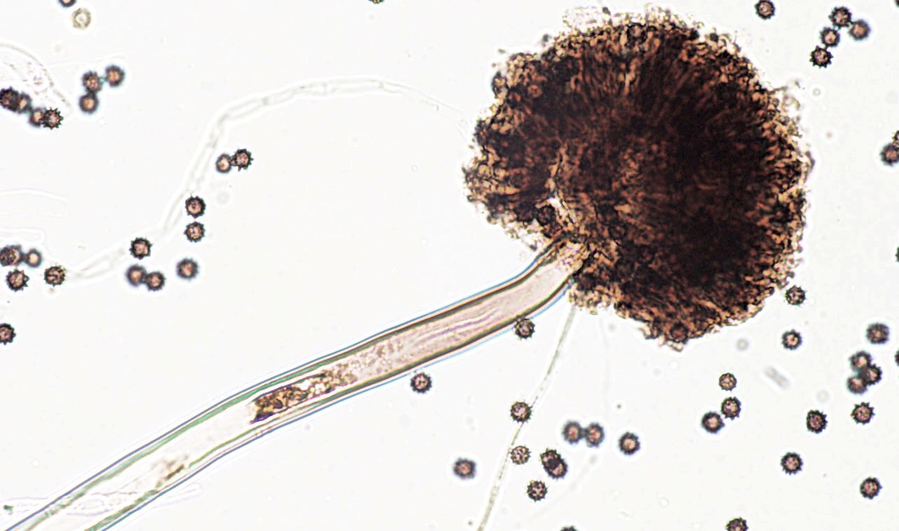 Aspergillus_niger