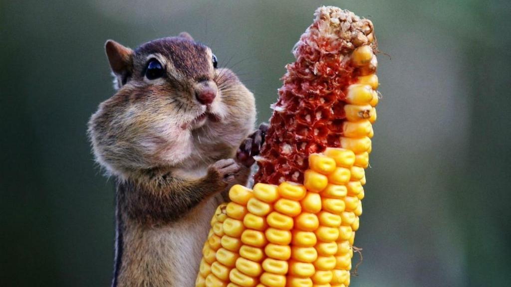 alimentacion-de-los-animales