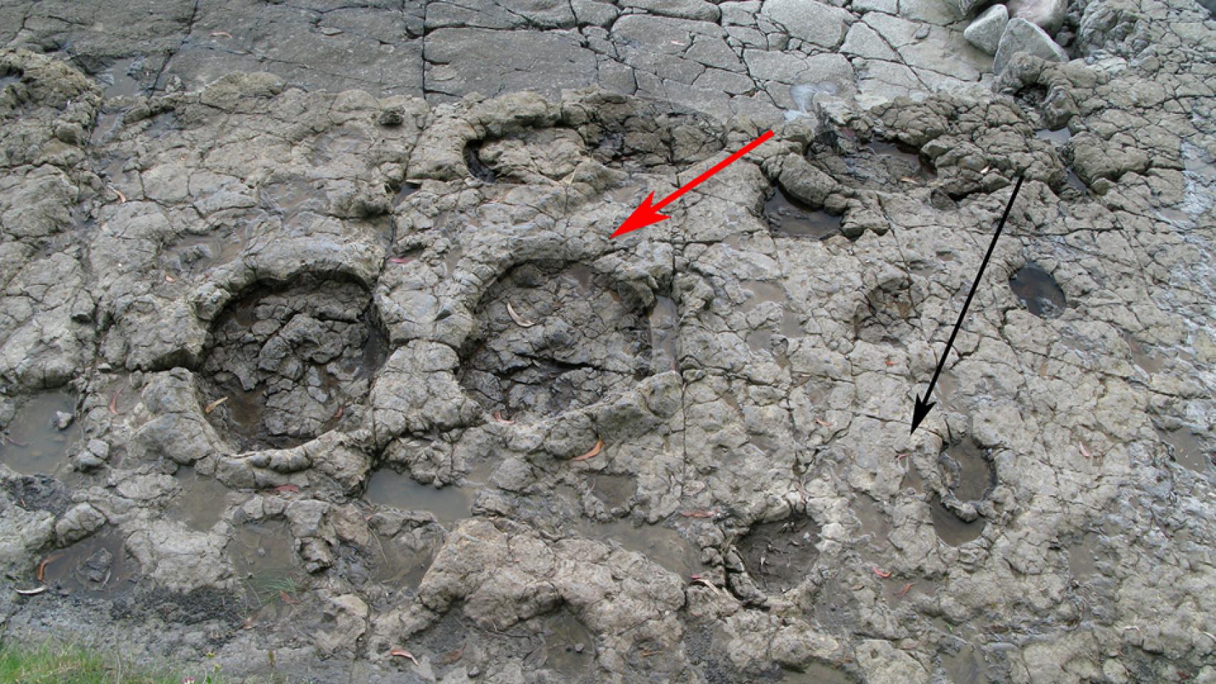 Huella de un sauropodo (flecha roja) y un estegosaurio (flecha negra)