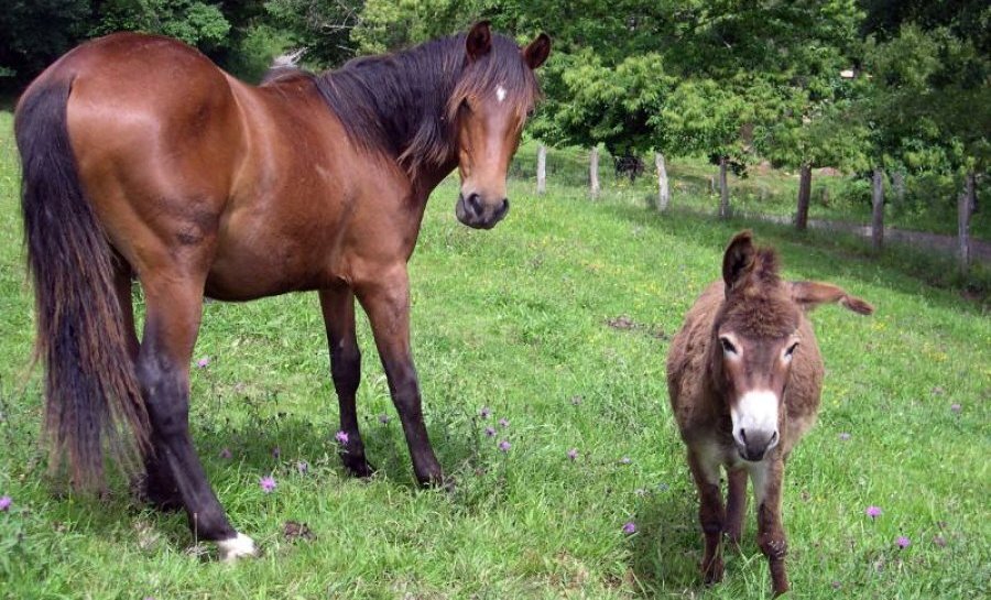 esterilidad de las mulas