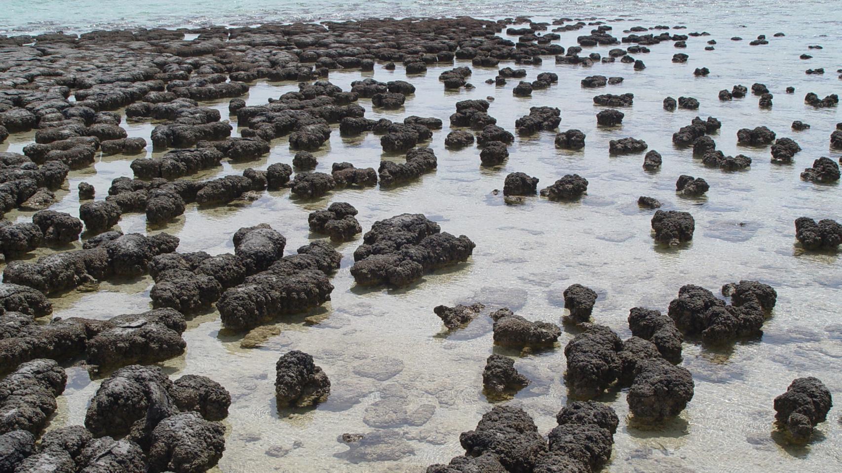 Estromatolitos en Shark Bay, al oeste de Australia.