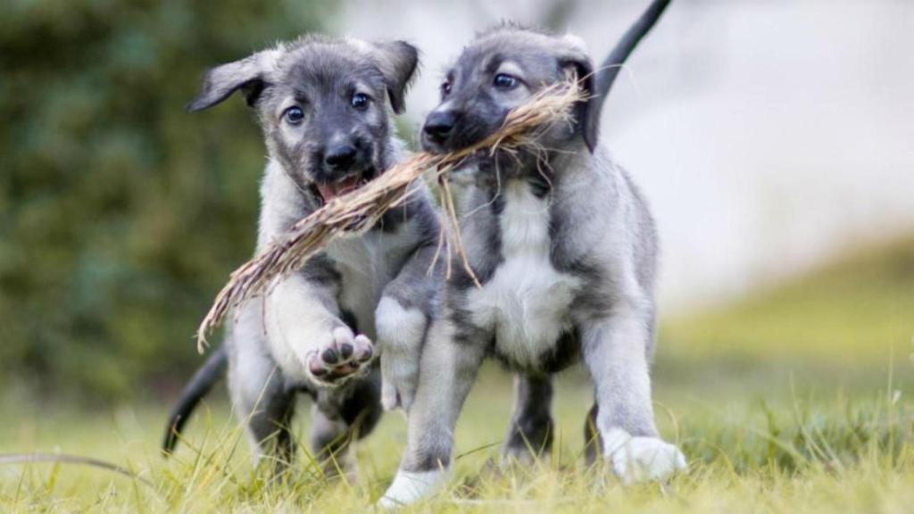 cachorros-gemelos