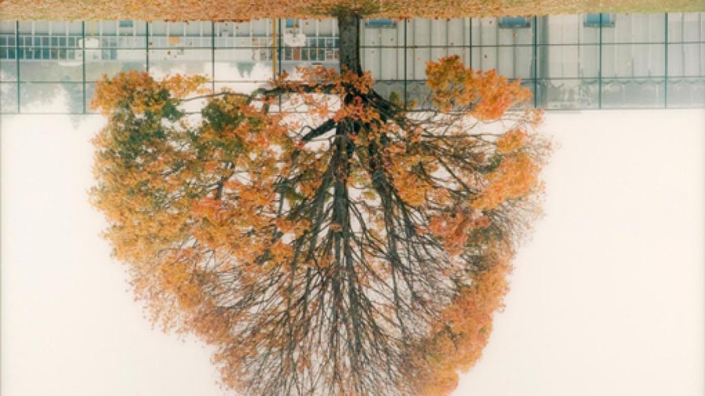 Image: Lengua de signos