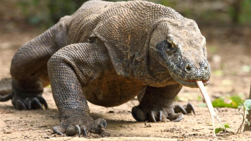 Dragon-Komodo-Komodo-Indo-AR-535