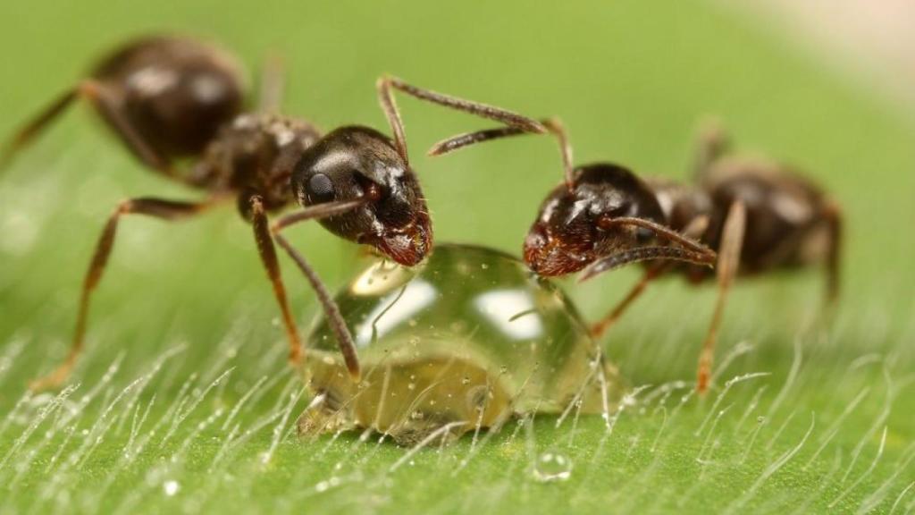 hormigas-gota-miel