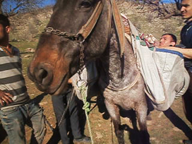 Como verdaderos sacos de patatas, colgando de alforjas. Así tuvieron que desplazarse Gyan y Alan (en la imagen).