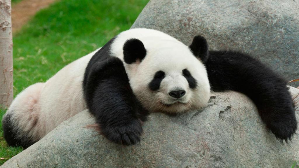 imagenes-osos-panda