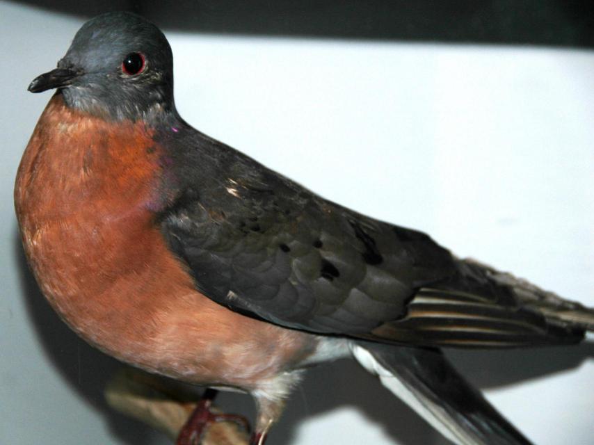 Paloma migratoria, extinta desde 1914.