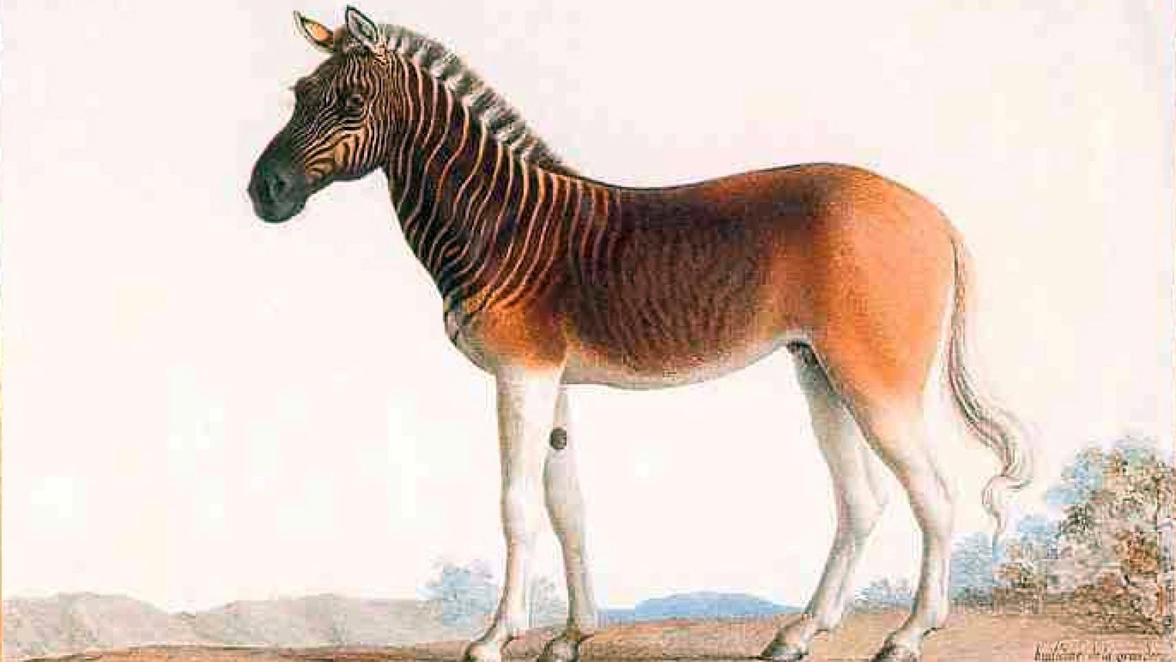 Ilustración de un quagga en 1793.