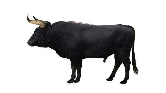 Reconstrucción de un uro en Braunschweig, Alemania.