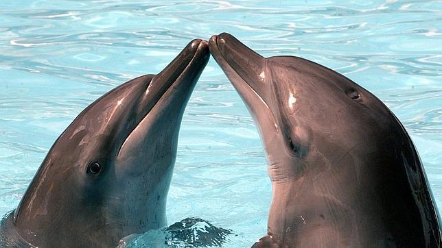 comunicacion-delfines