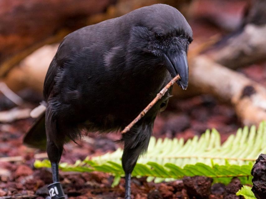 Un cuervo hawaiano coge un palo y se dirige a la rama.