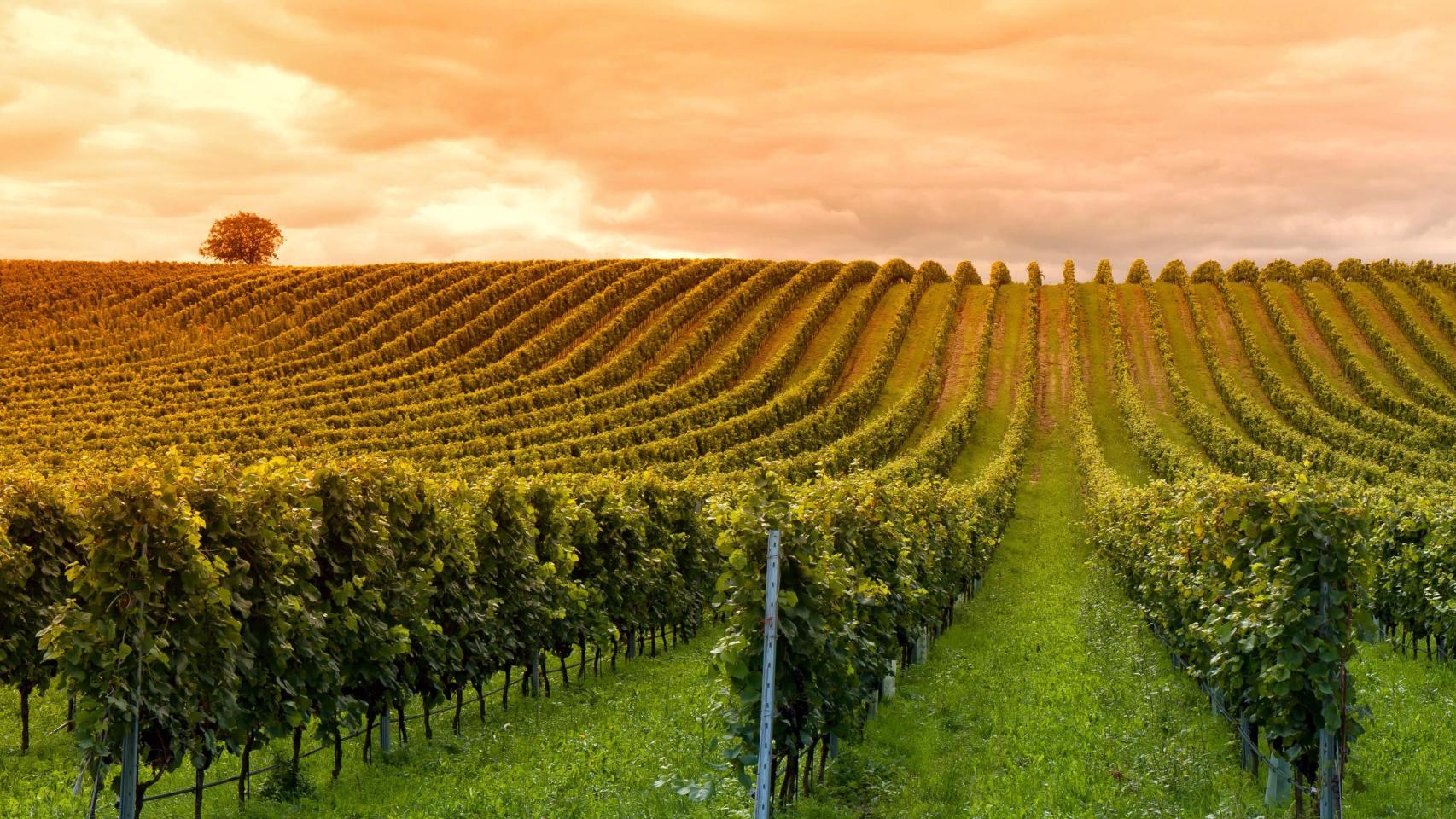 Viñedos Real Rubio (La Rioja).