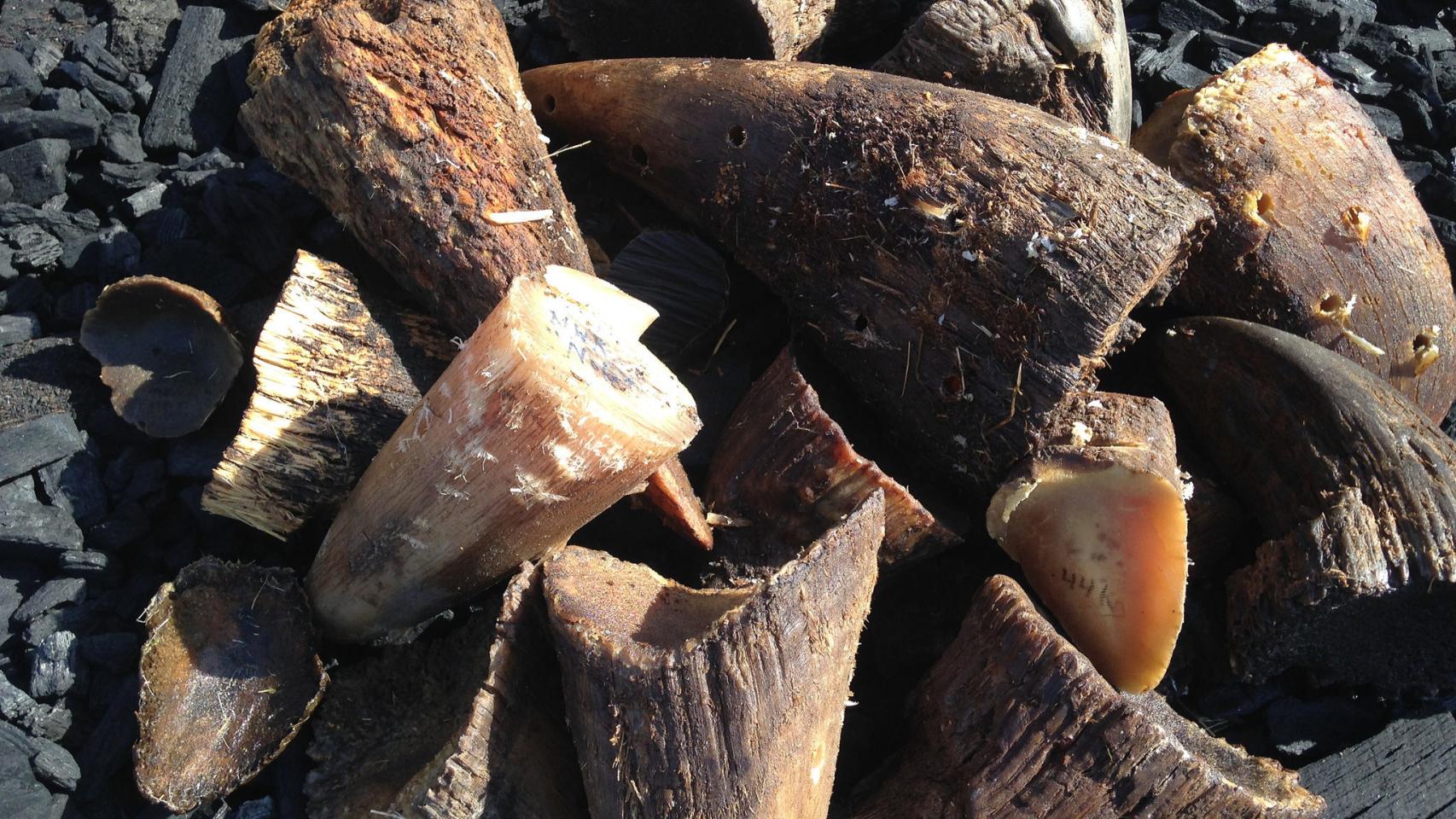 Cuernos de rinoceronte confiscados.