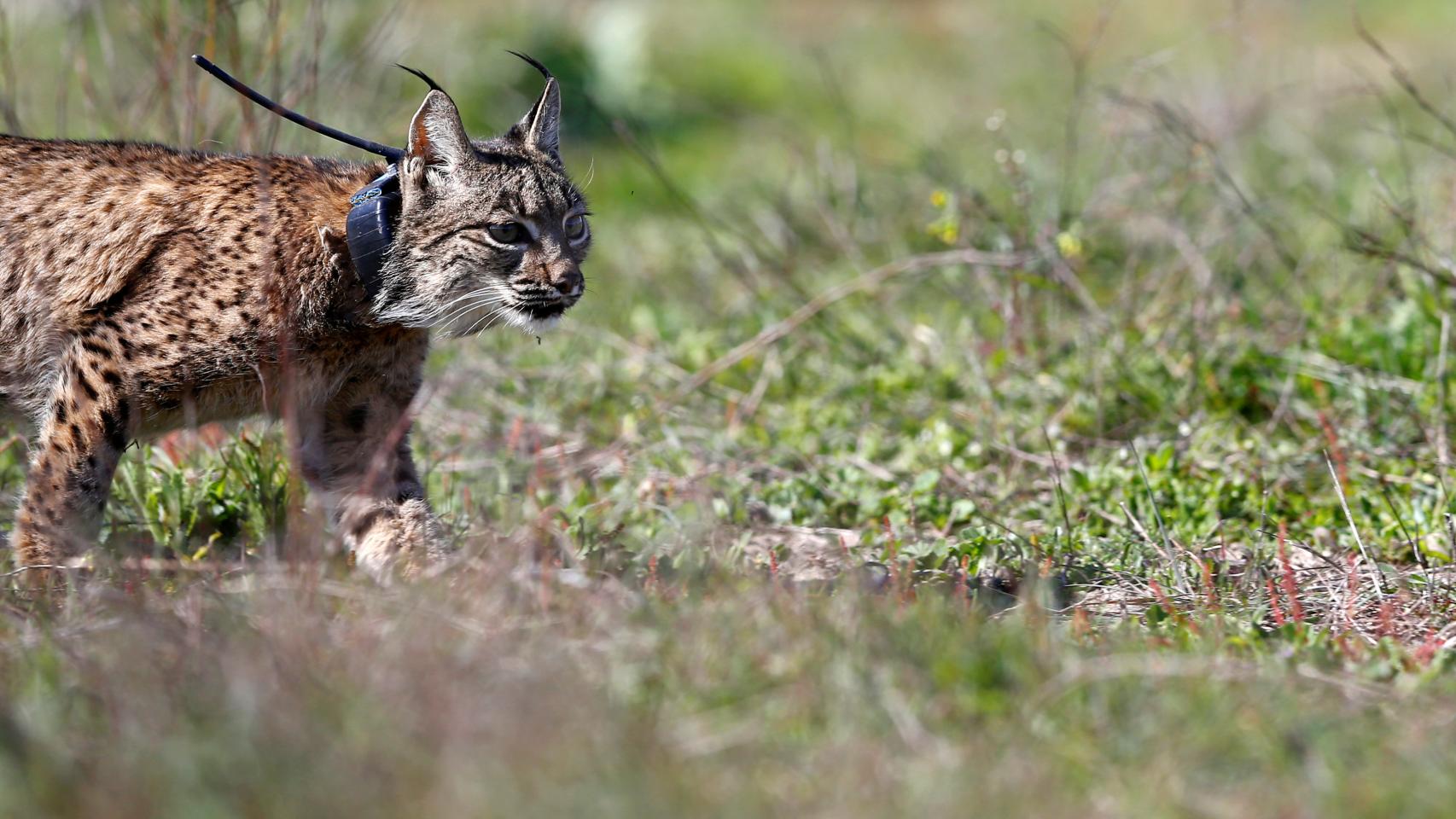 Un lince ibérico liberado en Doñana en febrero de 2015.