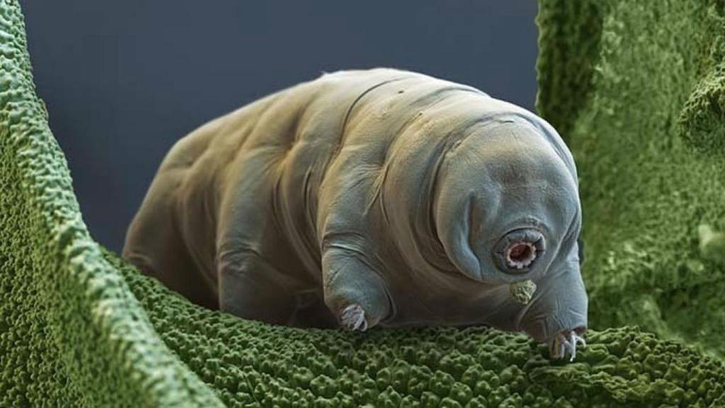 tardigrado