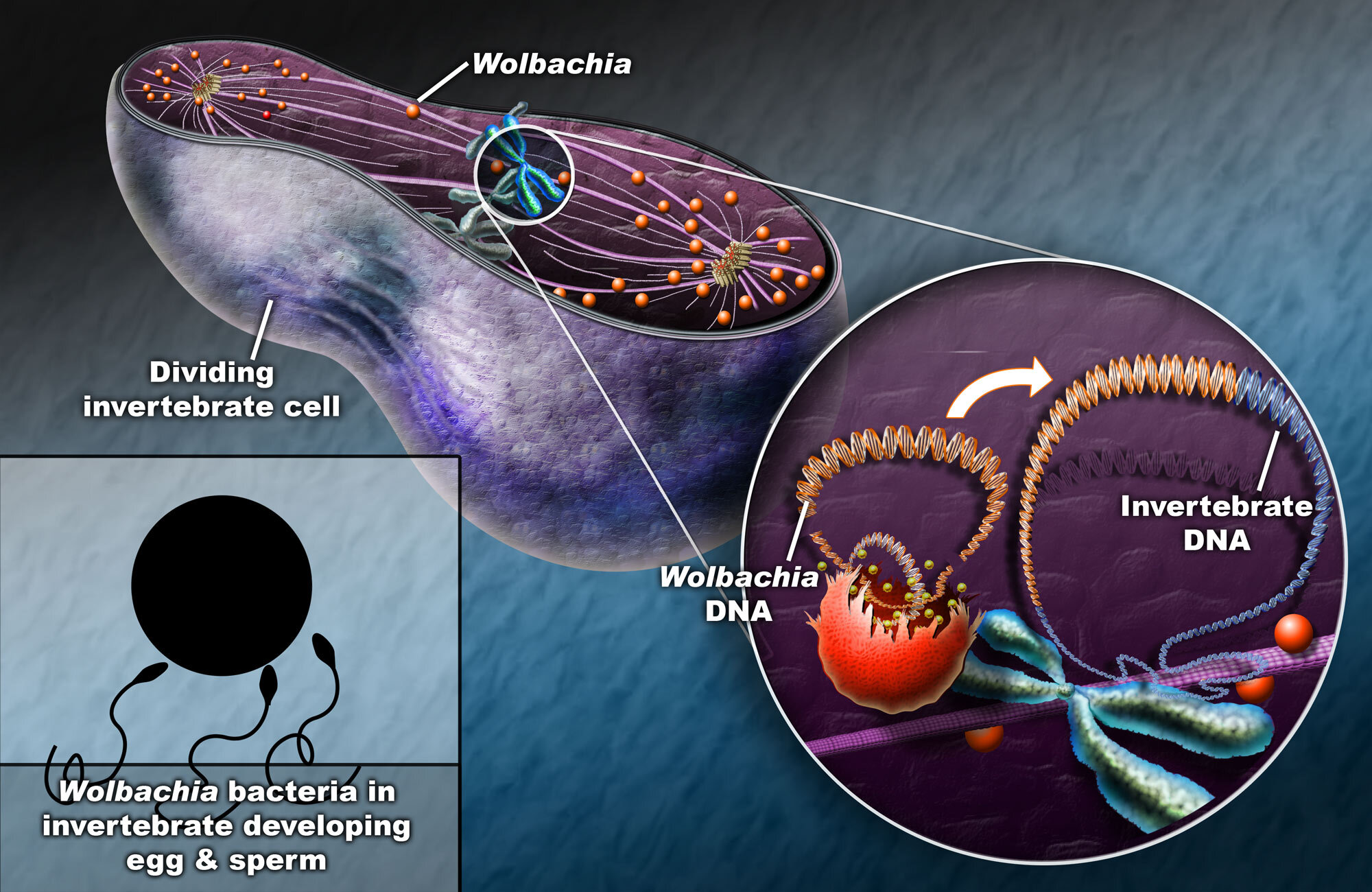 wolbachia