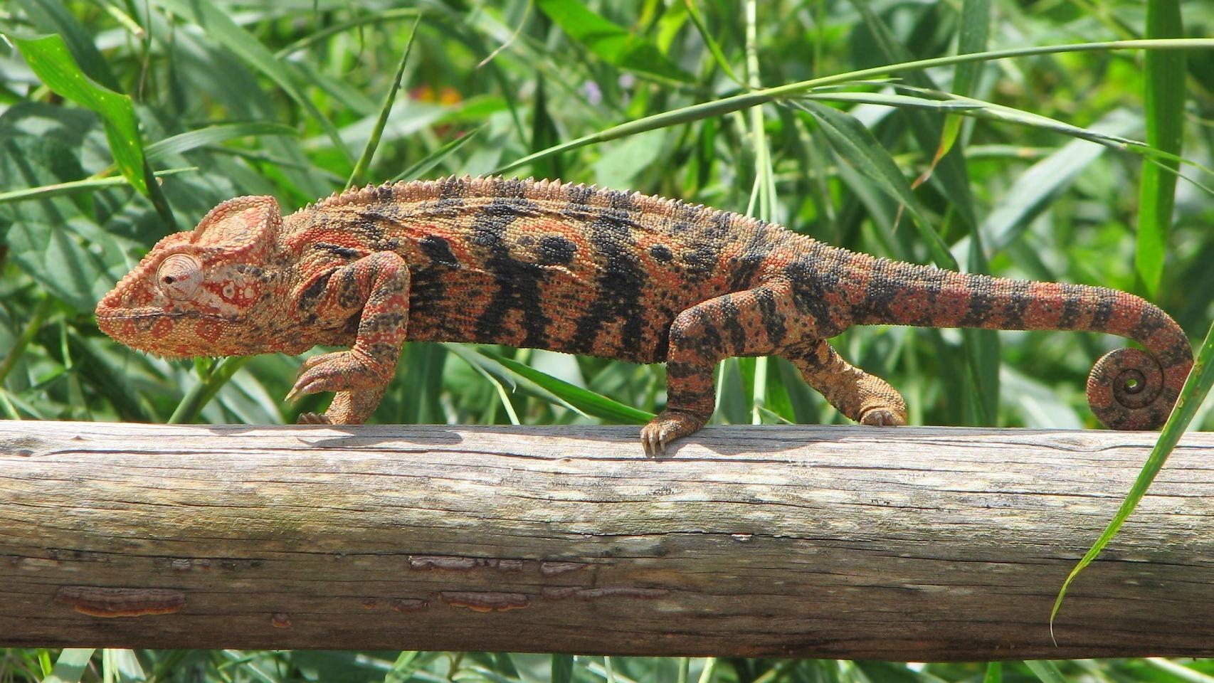 Un camaleón gigante de Madagascar, de colores vivos.