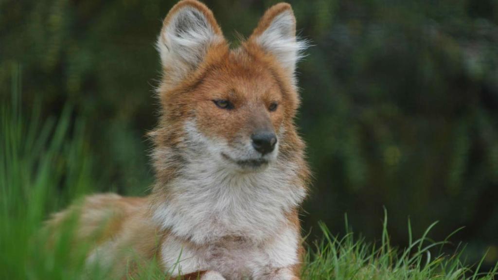 dhole