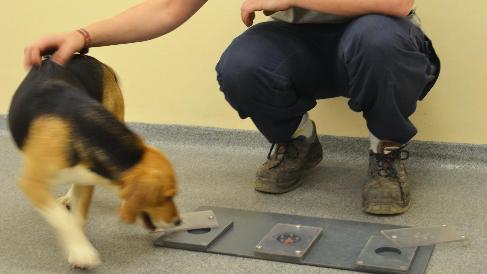 Una de las investigadoras acaricia al beagle.