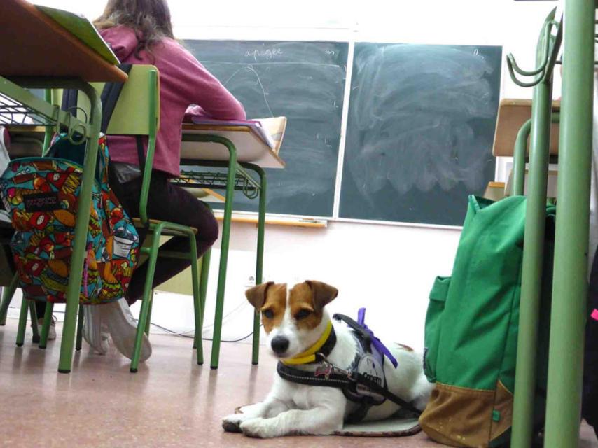Lupa acude cada día a clase con Ana y está siempre pendiente de la salud de su dueña.