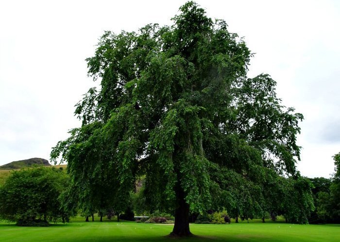 pruned_ulmus_wentworthii_at_holyrood