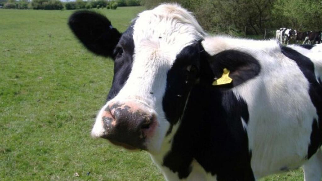 vaca_metano_contaminacion