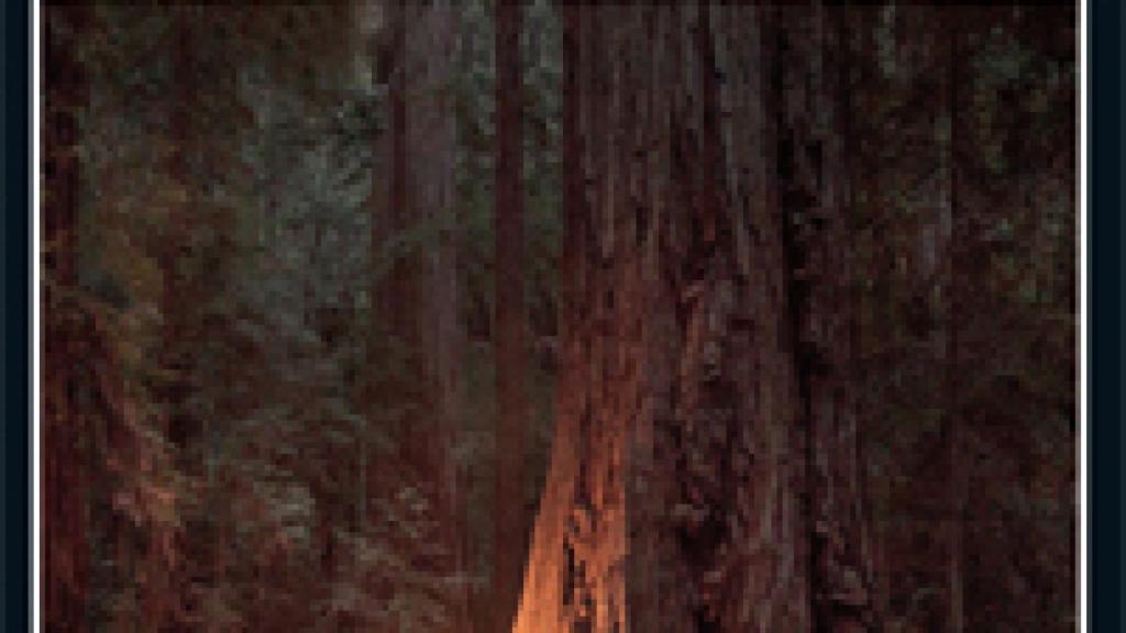 Image: El bosque infinito