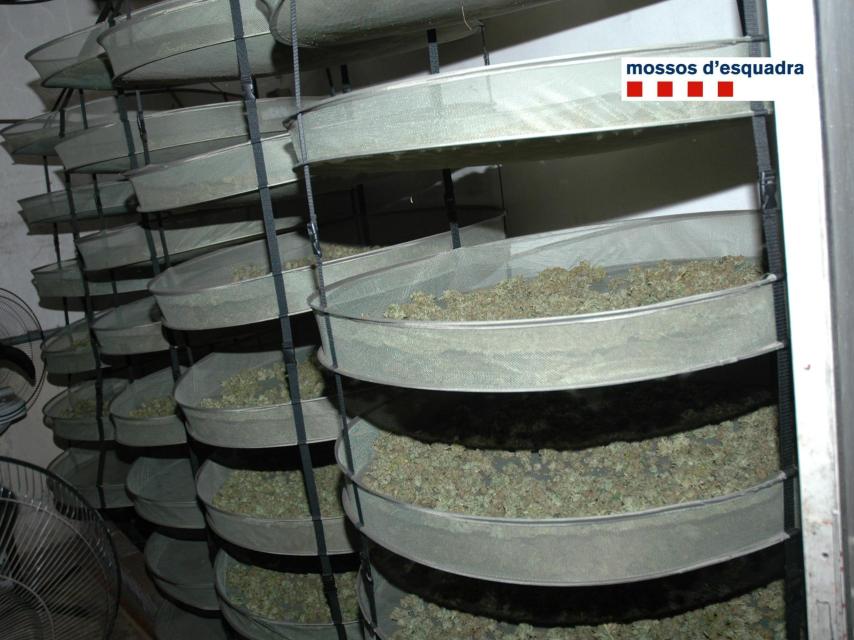 La marihuana se seca en unas columnas con cedazos.
